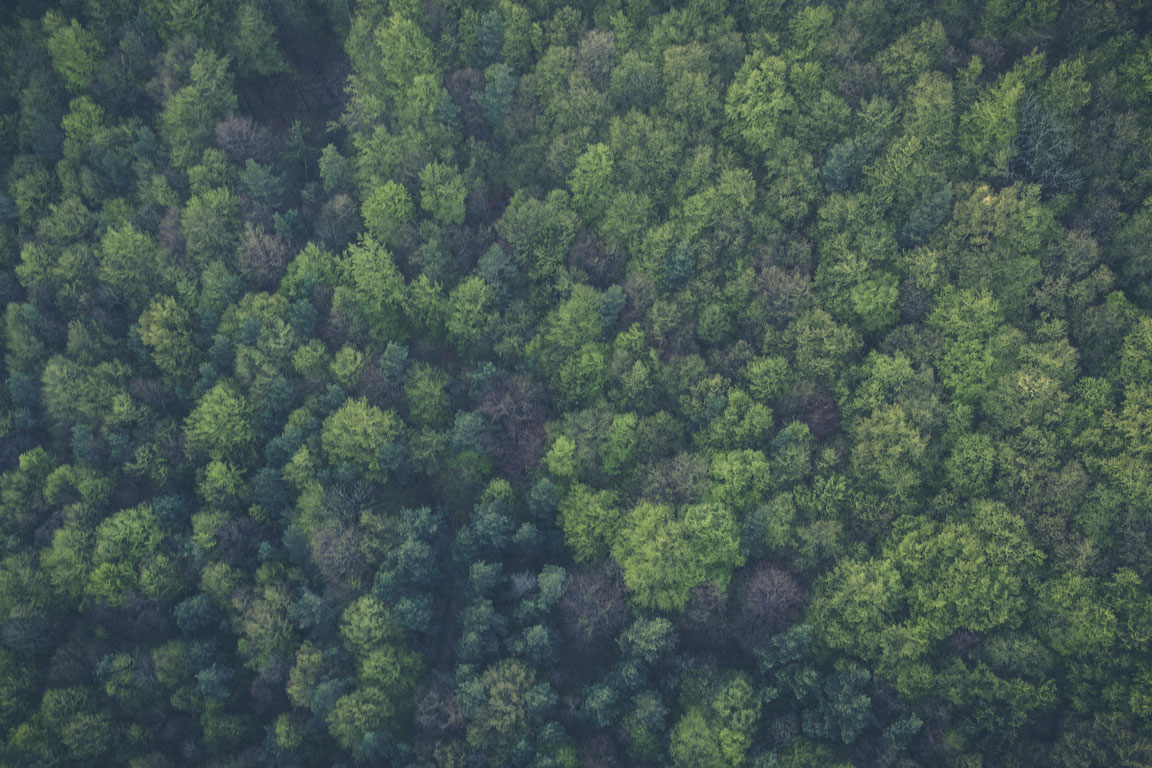 A dense aerial view of a green forest canopy with various shades of green trees.