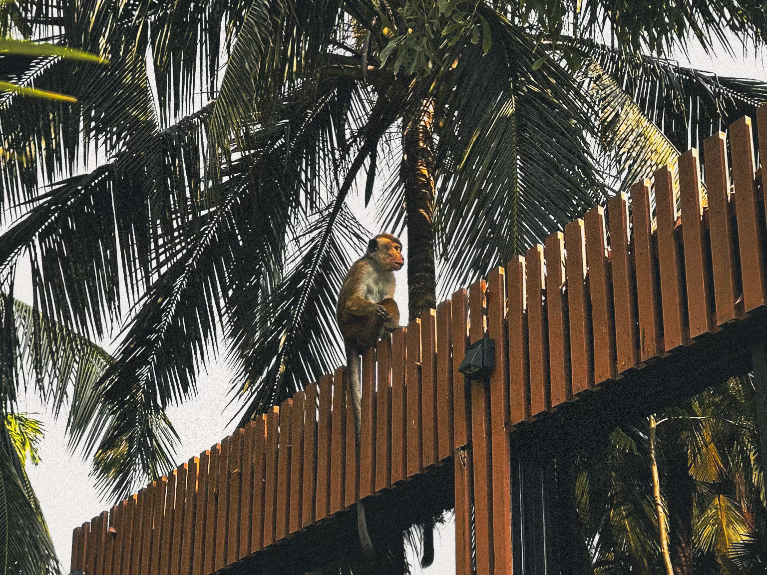 Monkey in the Licuala jungle garden surrounded by palm trees and wildlife.
