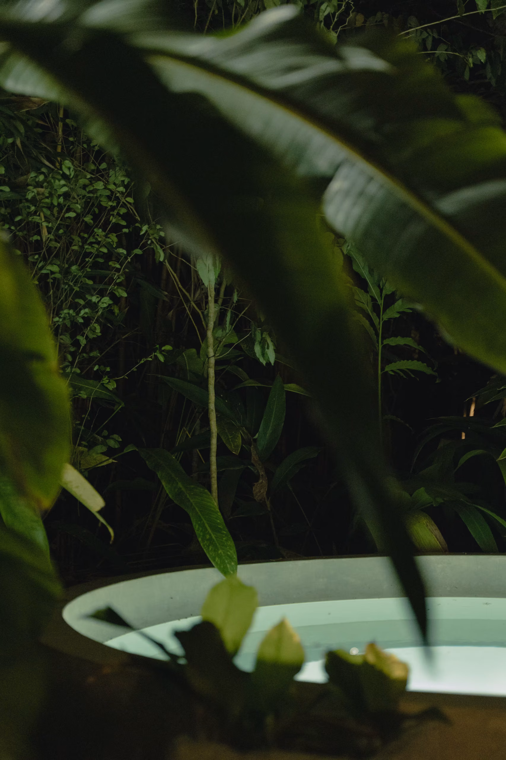 Plunge pool edge among tropical foliage at the Tropical House, Licuala Lanka near Kabalana Beach, Sri Lanka