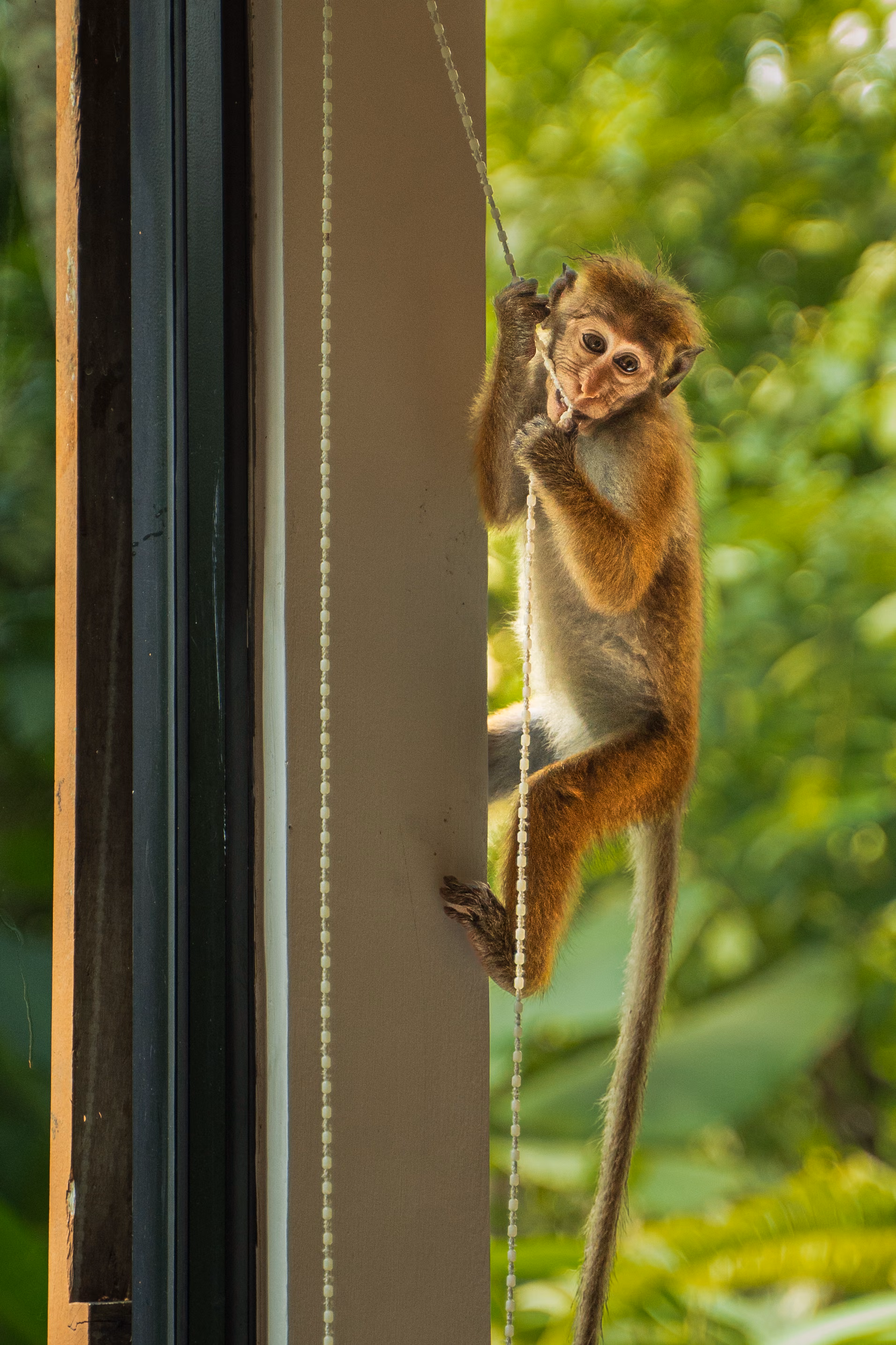 Toque macaque monkey at the window of the Jungle Bungalow, Licuala Lanka on Sri Lanka's South Coast