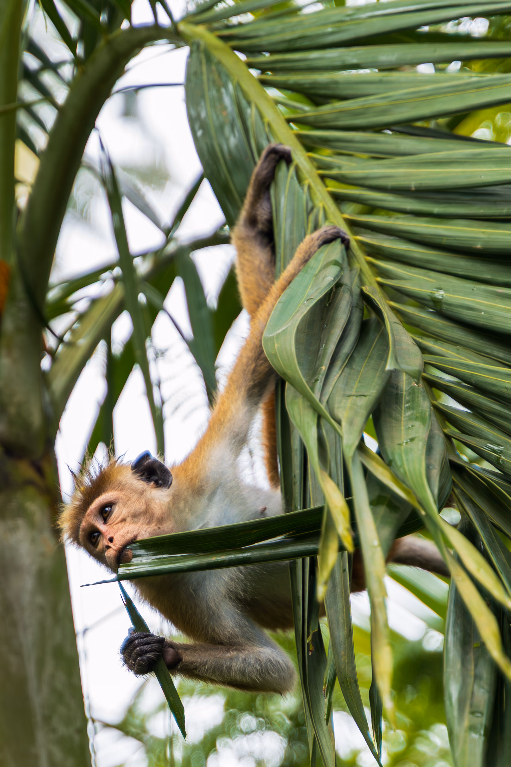 Monkey hanging from a palm frond at the Jungle Bungalow, Licuala Lanka, Ahangama, Sri Lanka