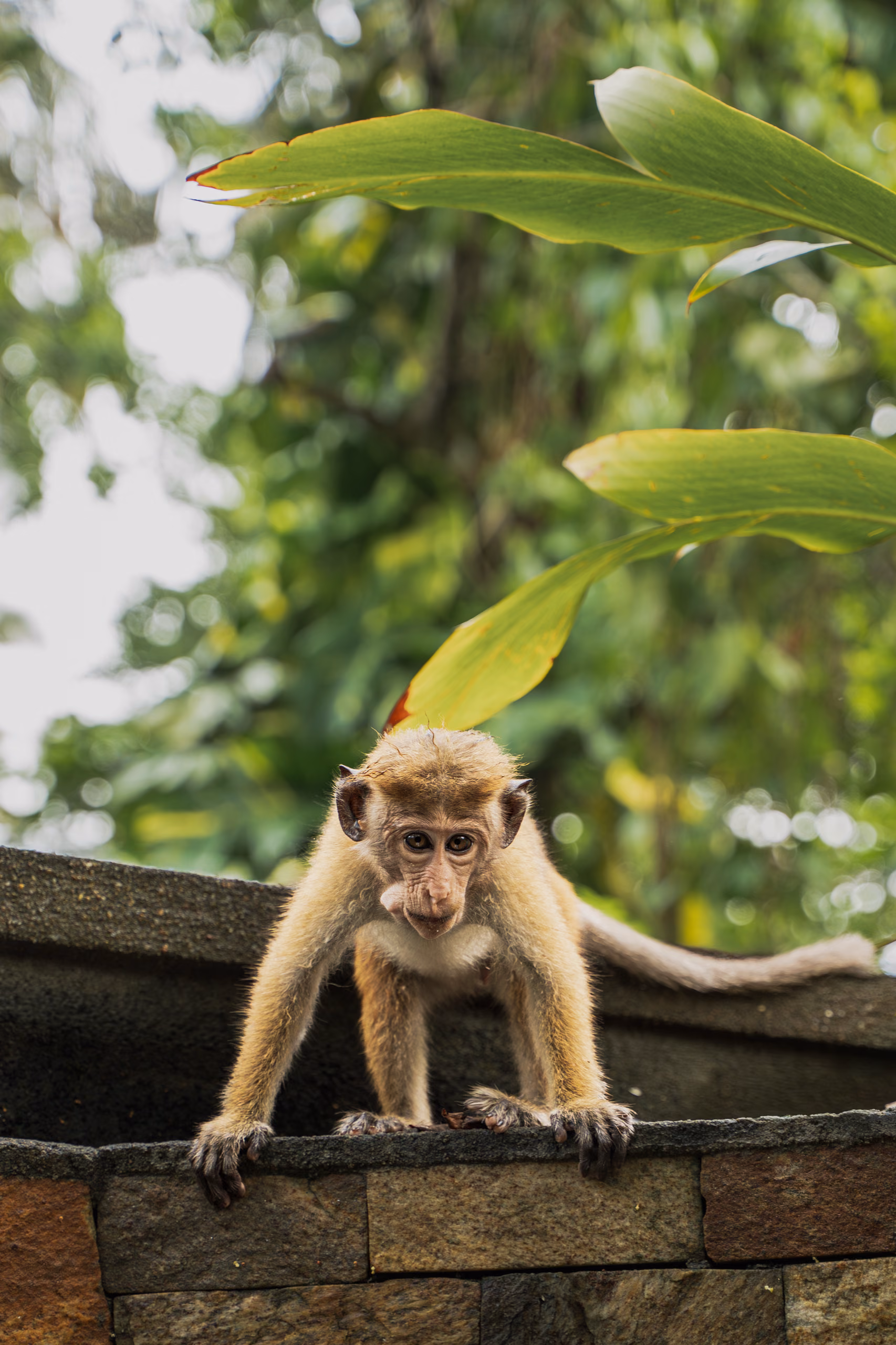 Monkey on the stone wall at the Jungle Bungalow, Licuala Lanka, Ahangama on Sri Lanka's South Coast