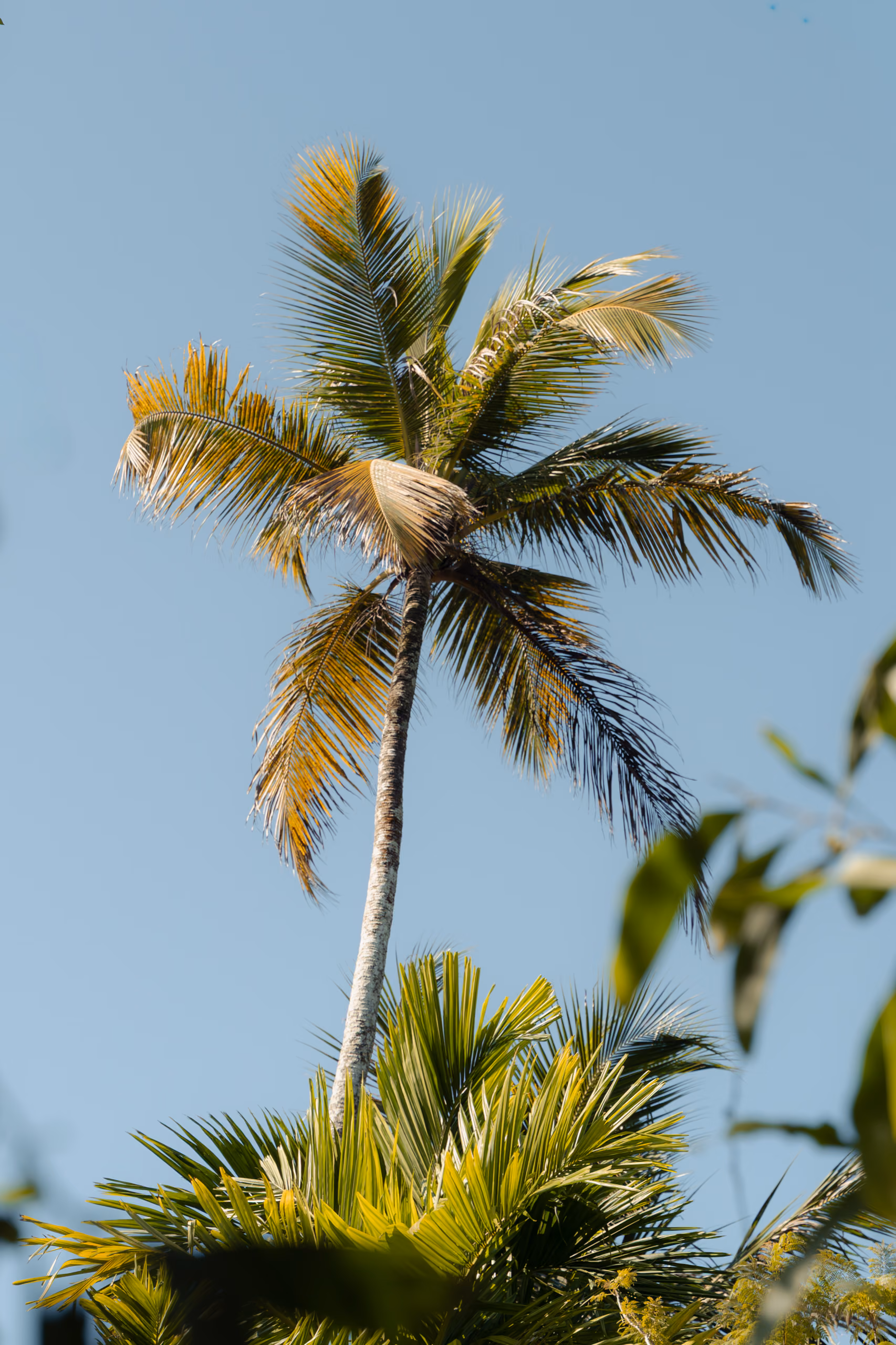 Palm canopy above the Jungle Bungalow at Licuala Lanka, Ahangama on Sri Lanka's South Coast