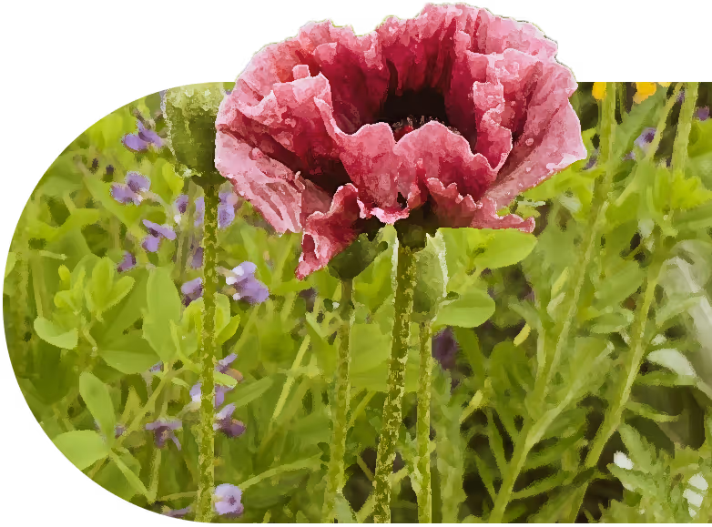 Saalumarada Thimmakka Botanical Garden