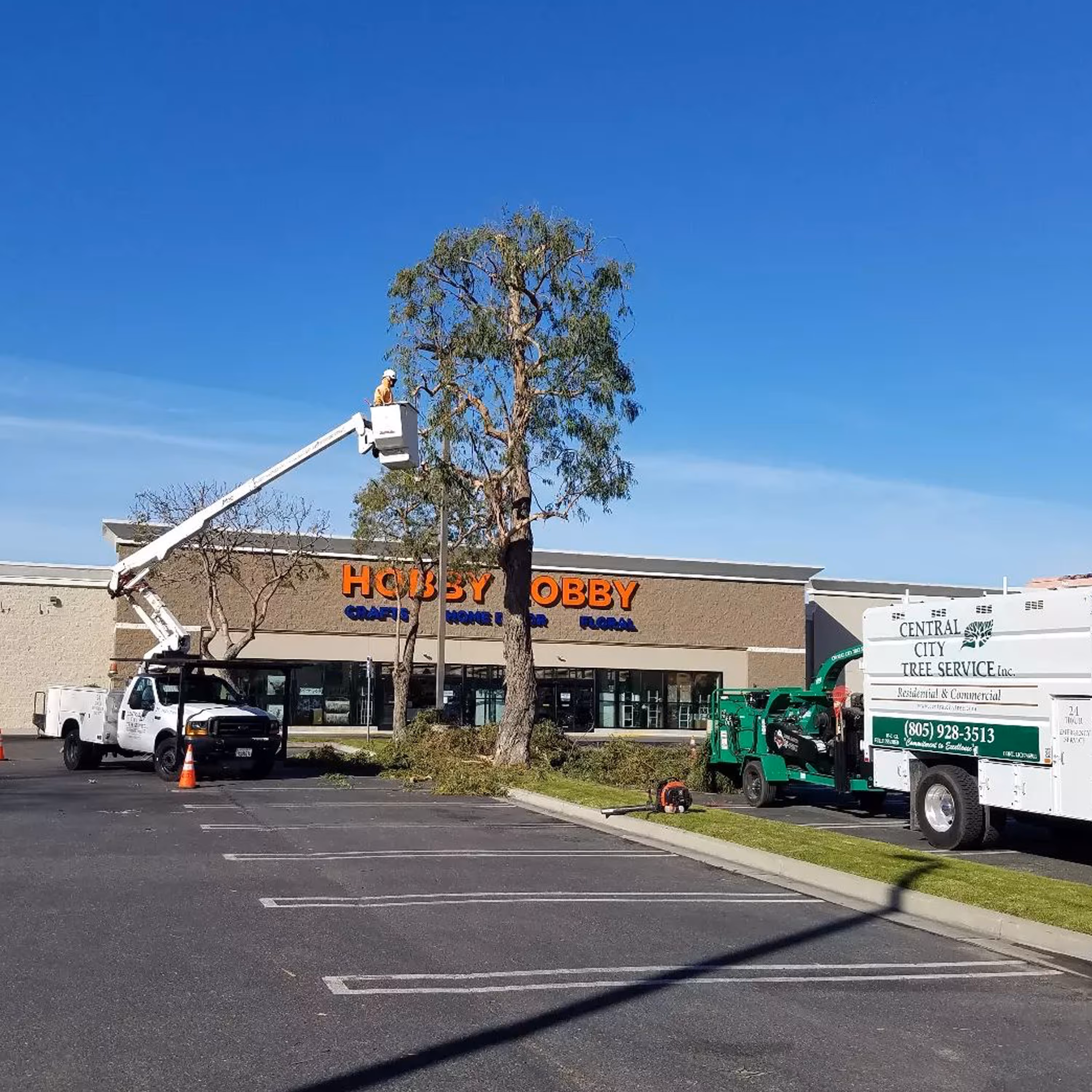 Tree trimming for palm trees in Santa Maria commercial property.