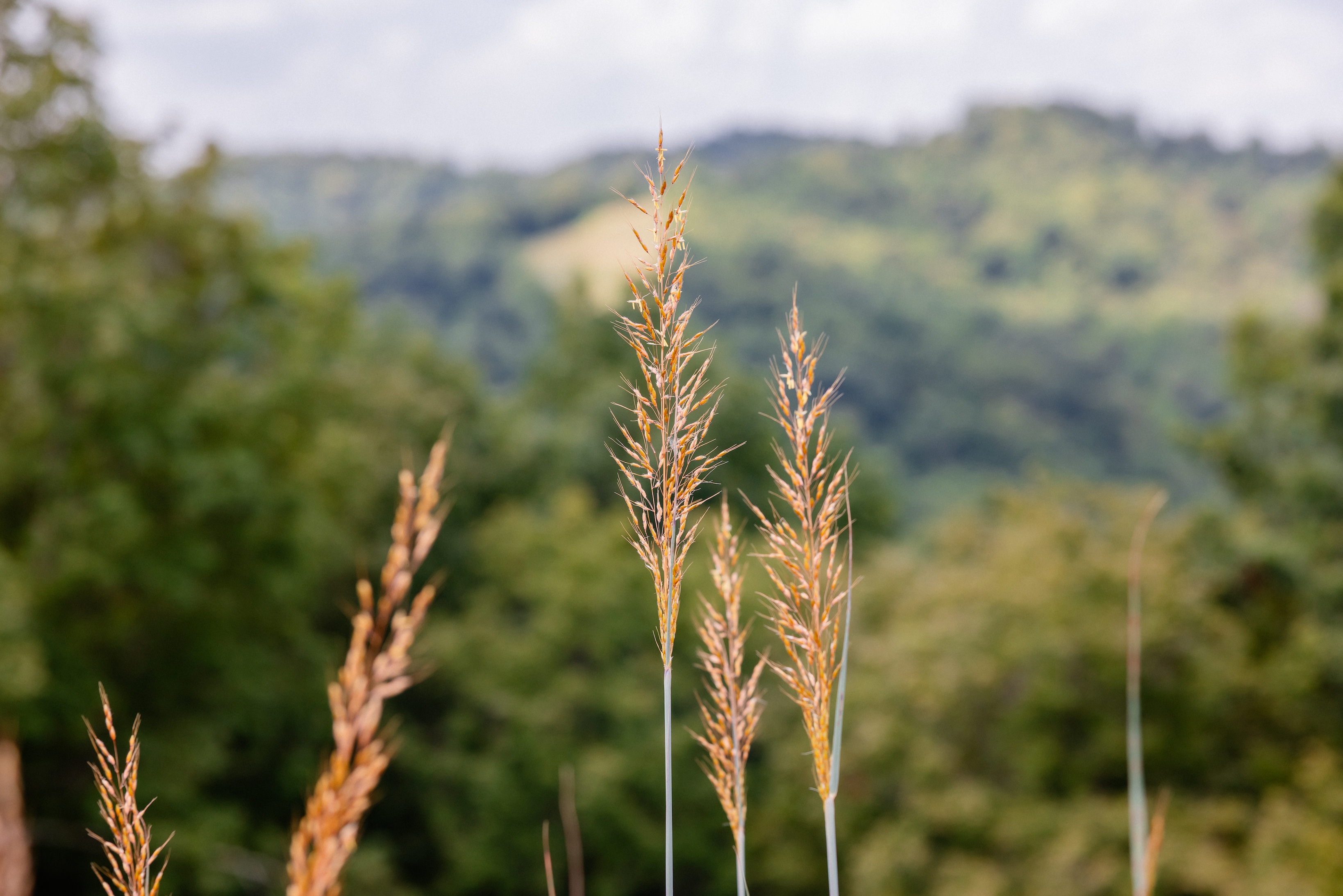 Indiangrass growing in forest