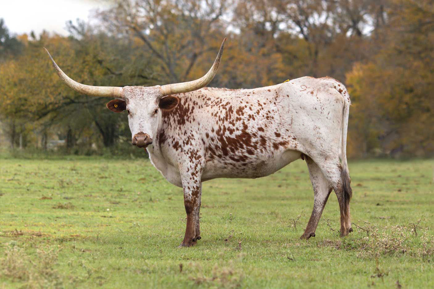 Snappy Dancer