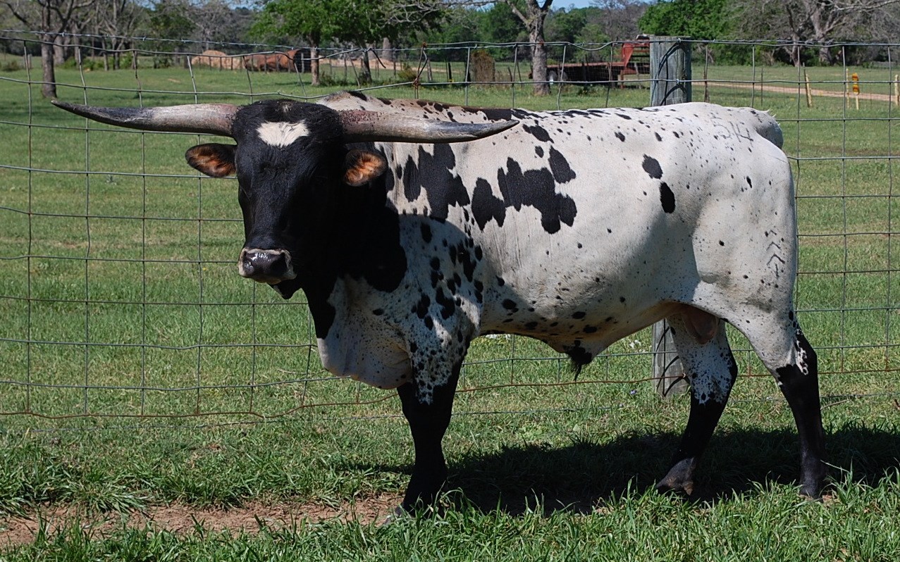 Romo's Brocade