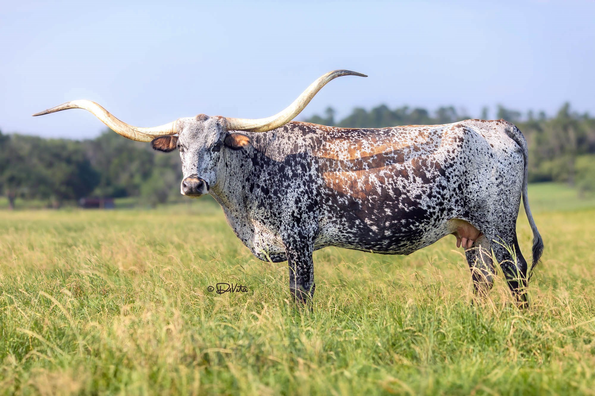 Romo's Brocade