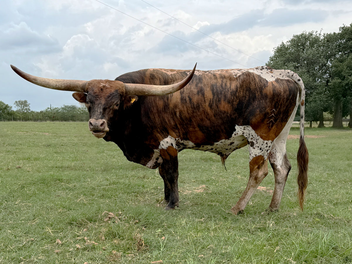 Unnamed Bull 2