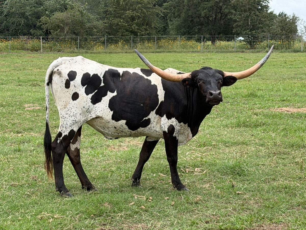 Unnamed Bull 2