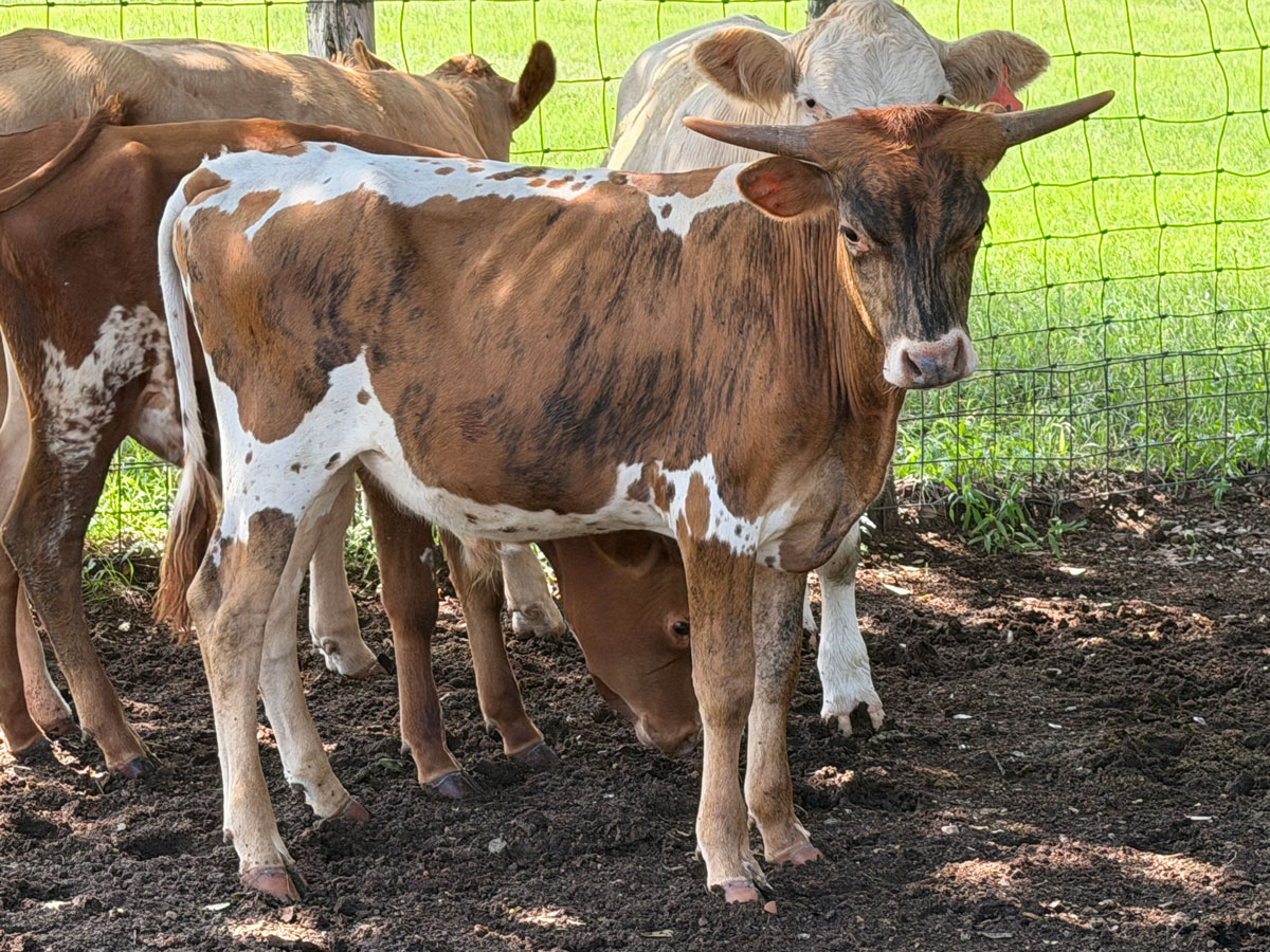 Unnamed Bull 2