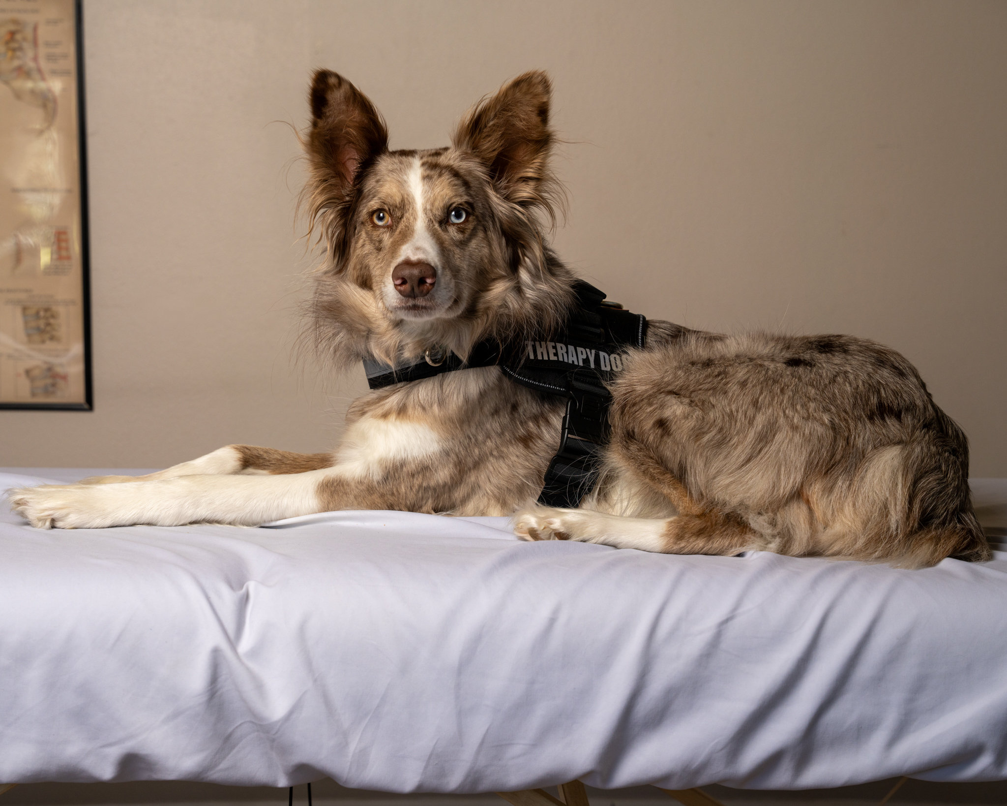Speckled therapy dog lying on a bed against a beige wall.