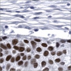Virtual p40 stain