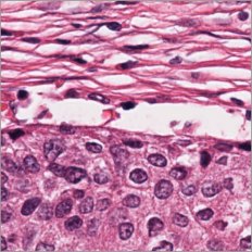Virtual H&E stain