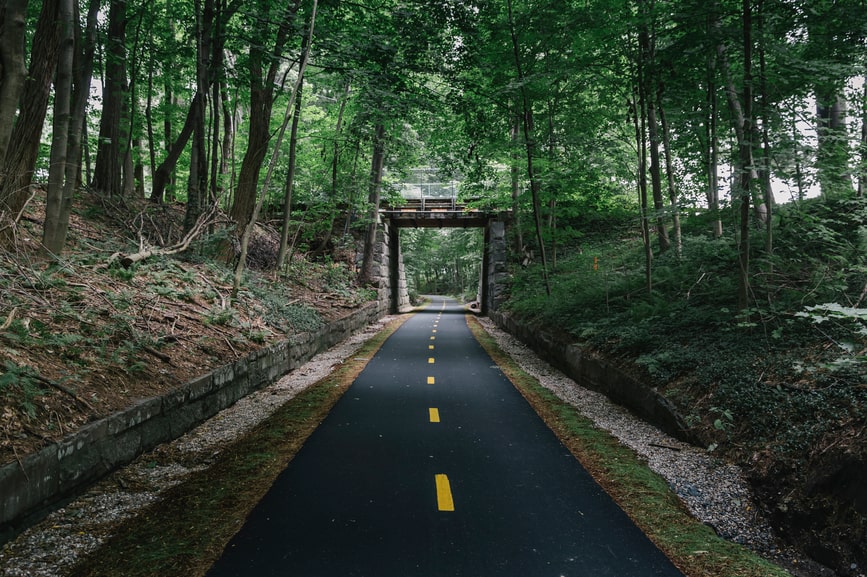 Road with lush green trees on the either side