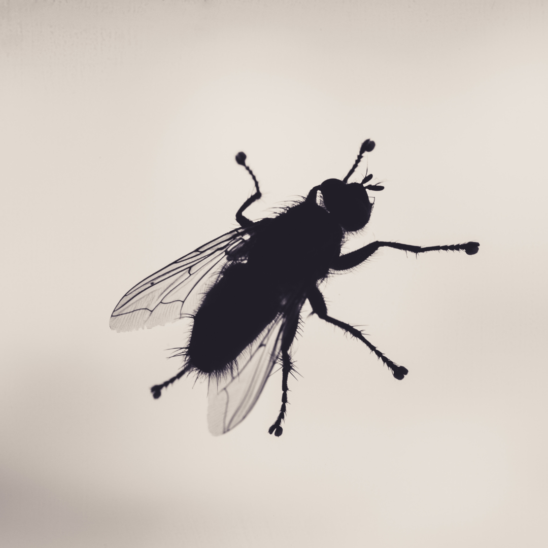 fly control​