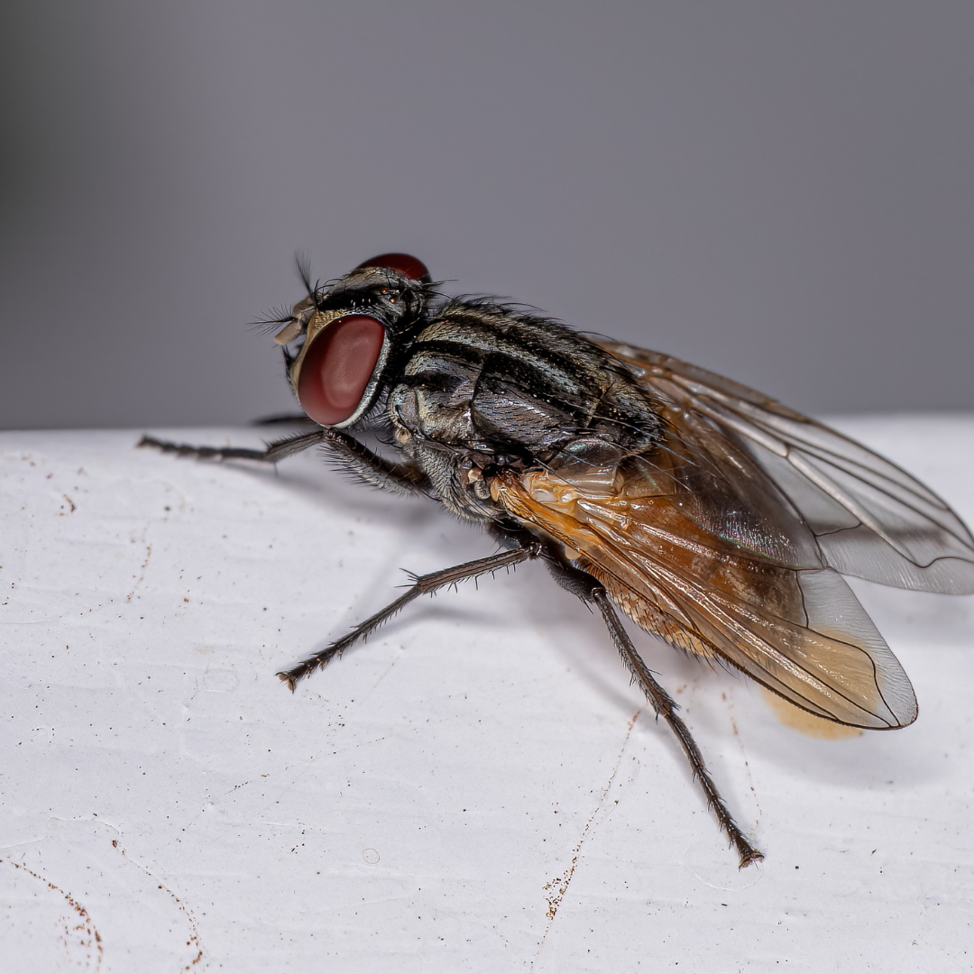fly control​