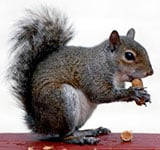 gray squirrel - January Tips for pest removal