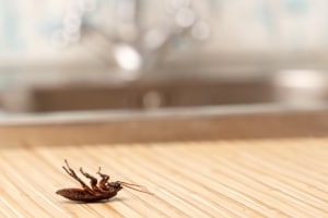 signs you need pest control​