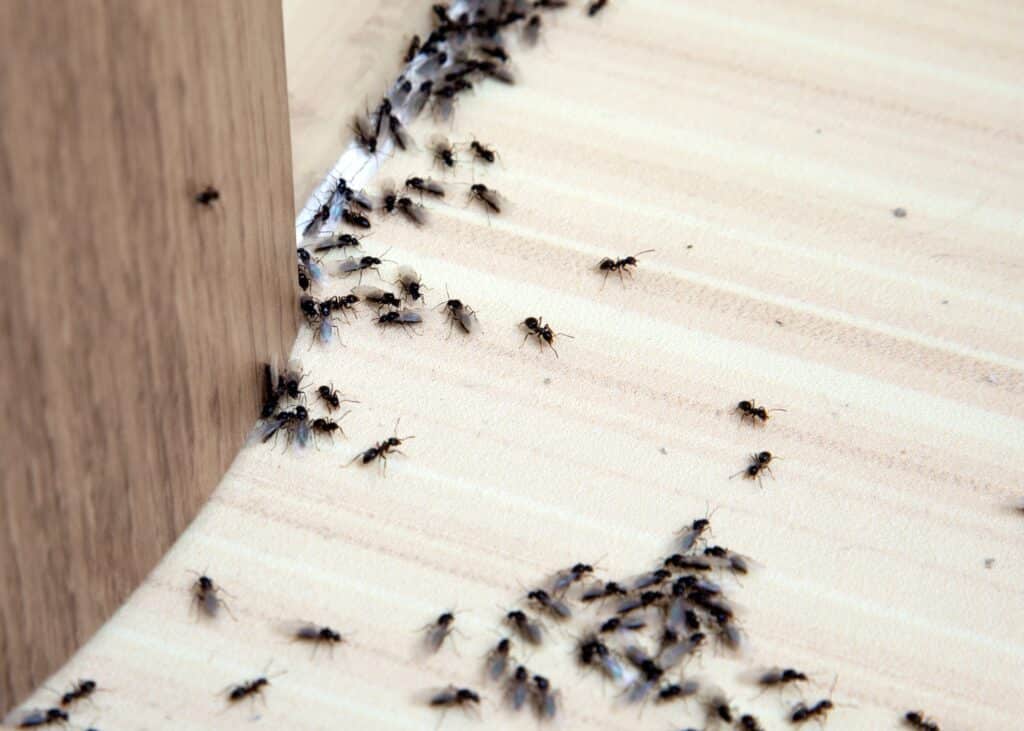 How much does pest control cost in 2025?