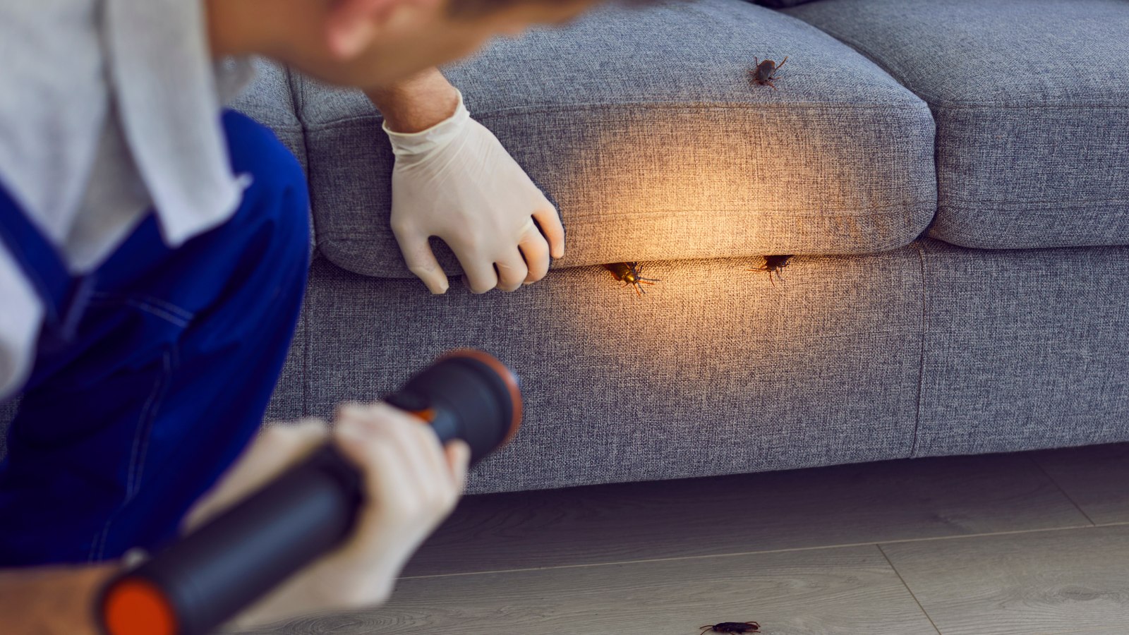 Are Termites Common in Virginia? 