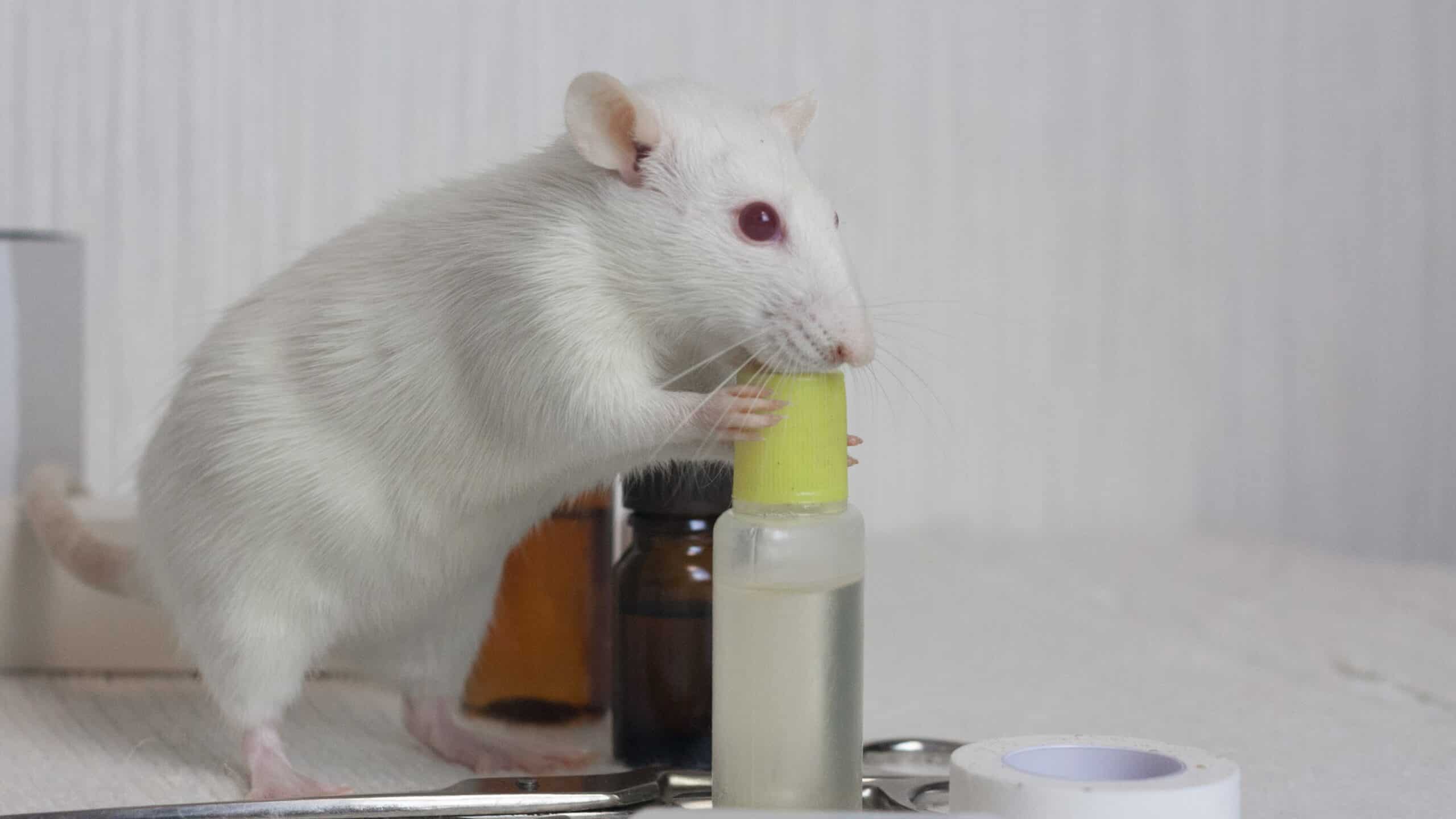 rodent control specialists