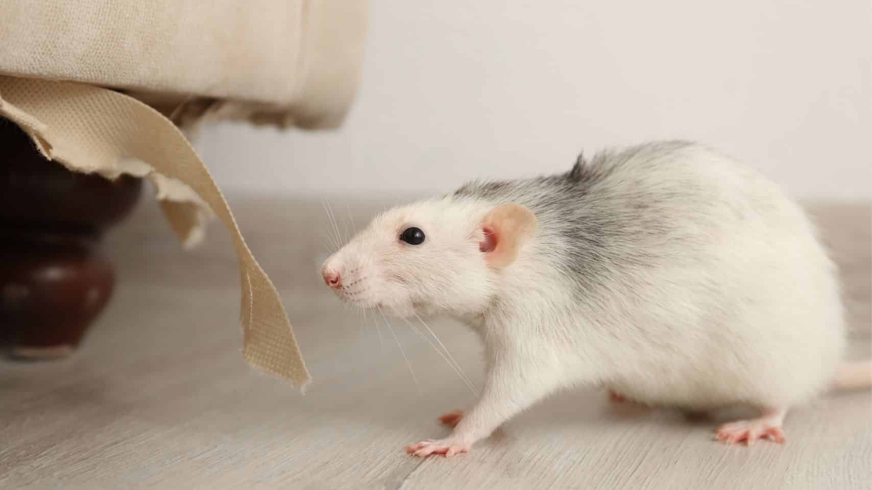 can rats climb walls