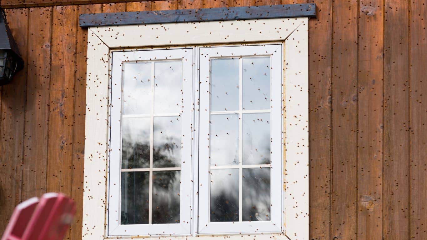 Why Flies Keep Coming Back to My Window