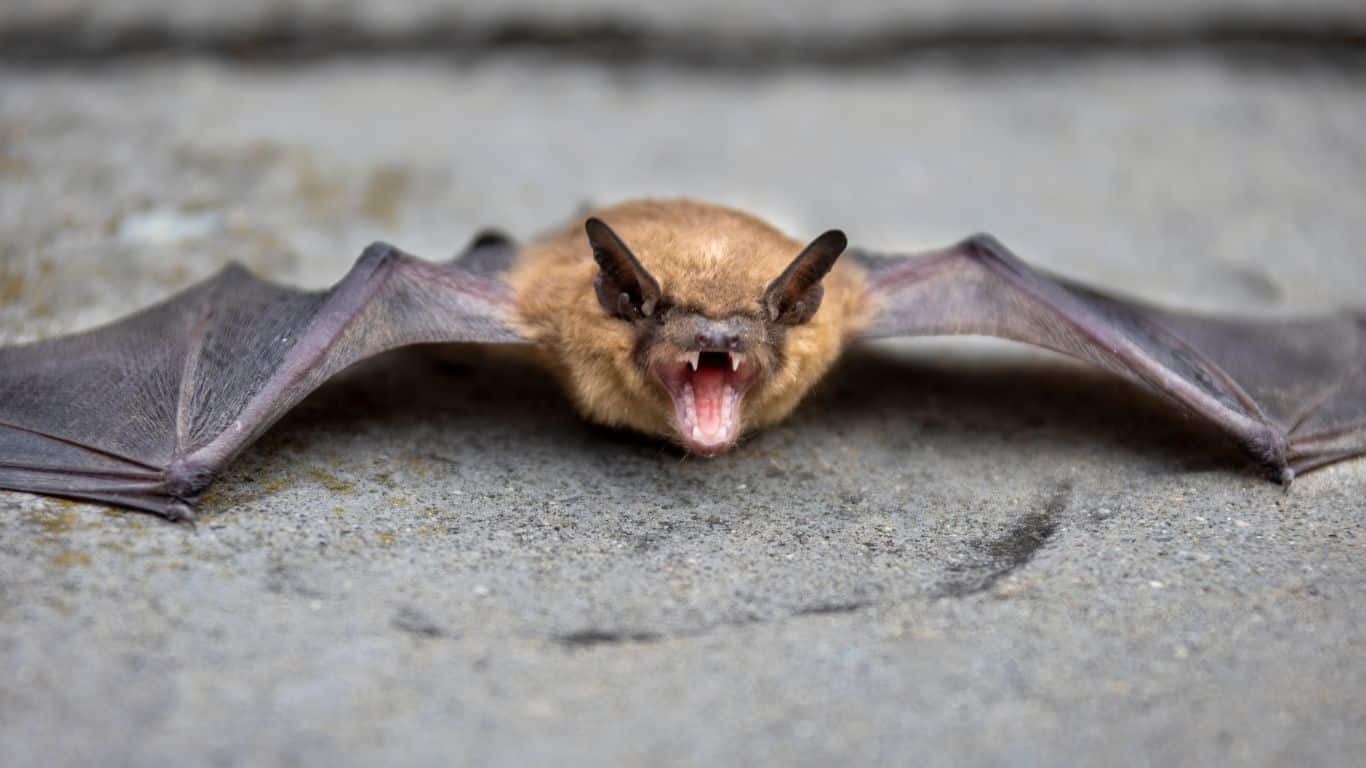 do bats hibernate​