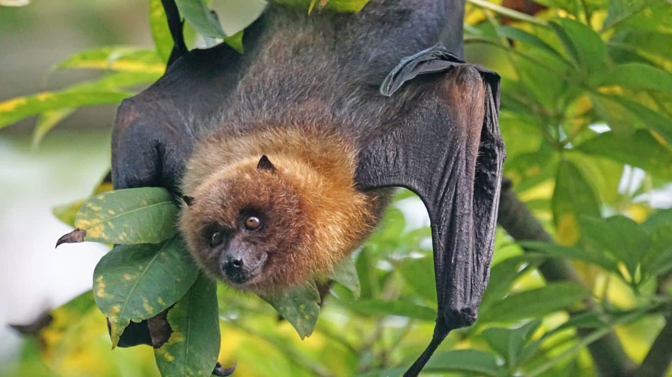 do bats hibernate​