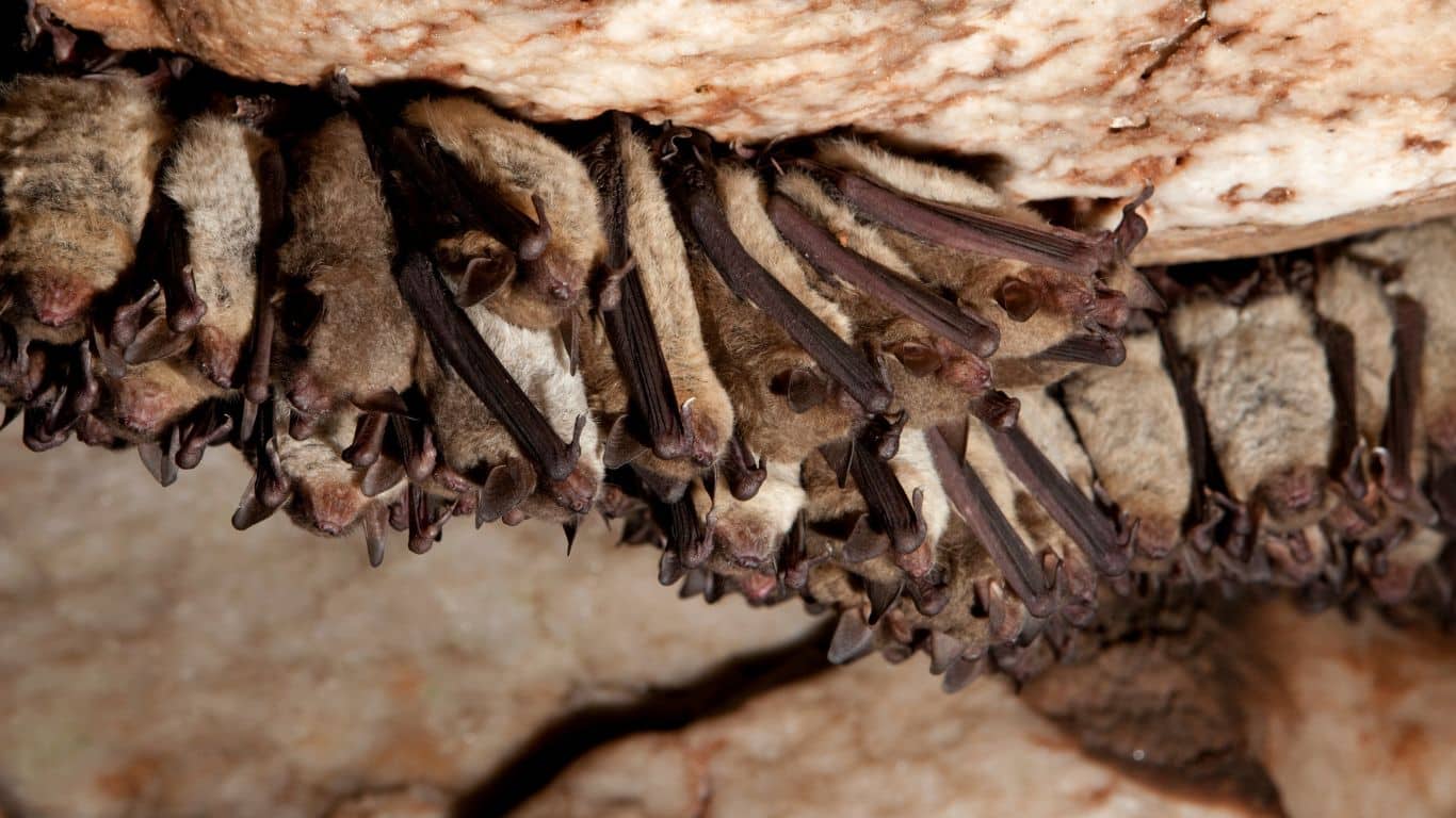 do bats hibernate​