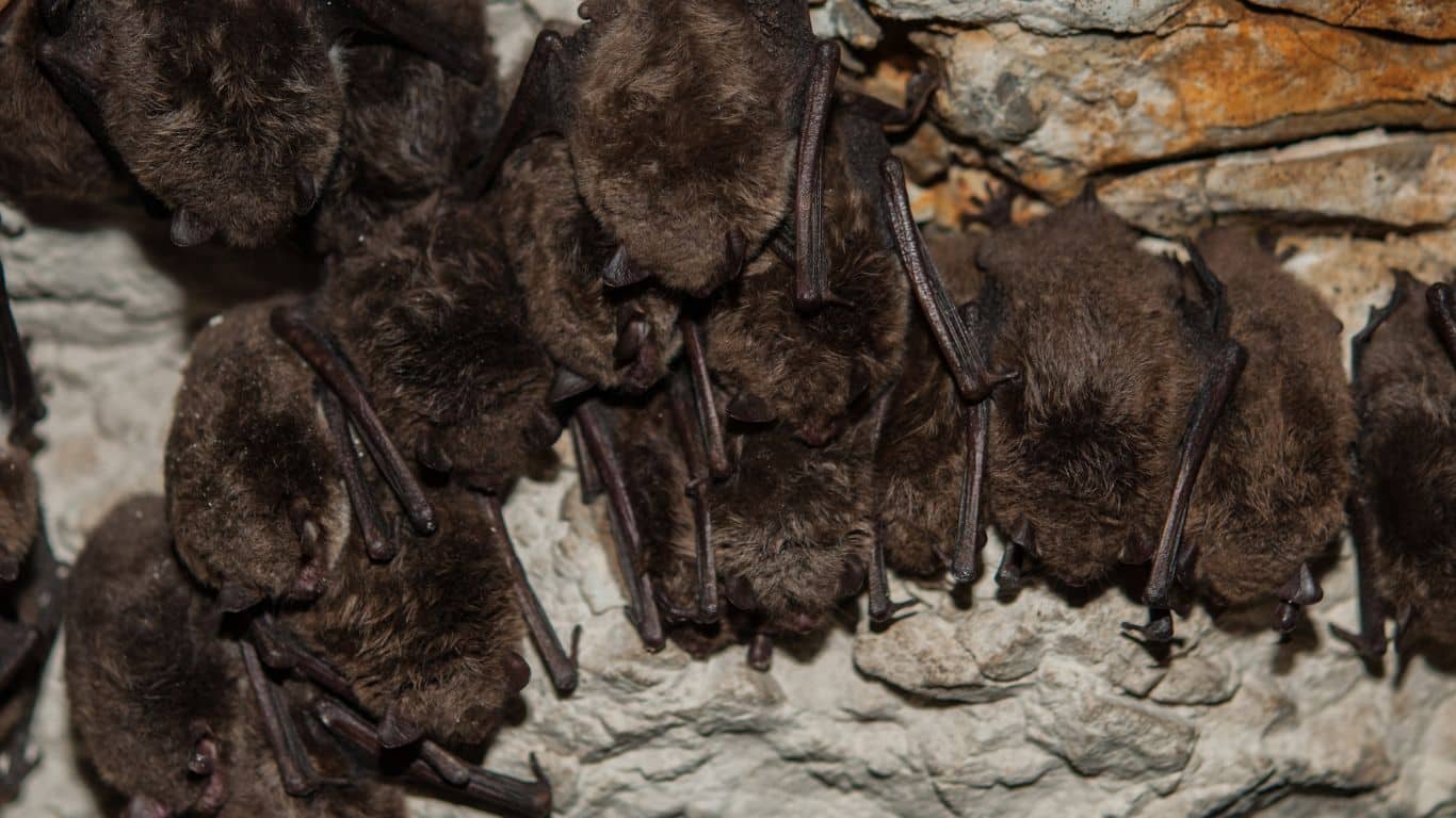 do bats hibernate​