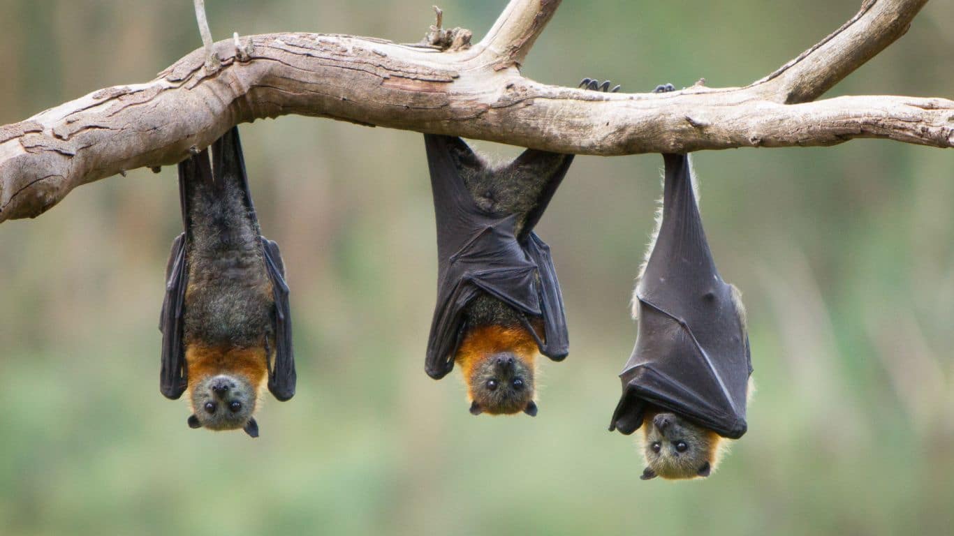 do bats hibernate​