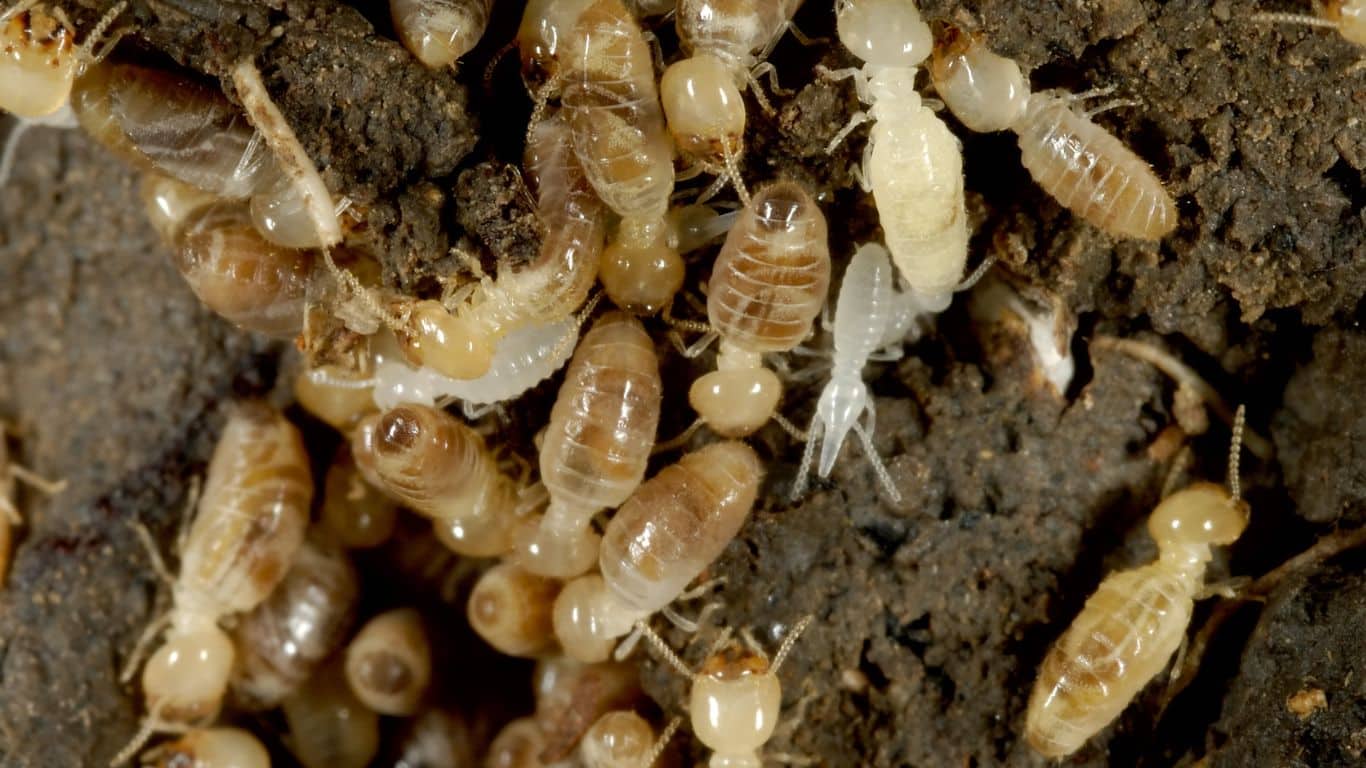 what do white ants look like​