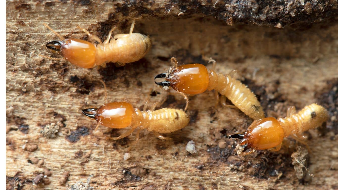 what do white ants look like​