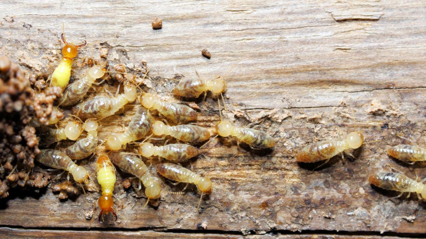 what do white ants look like​