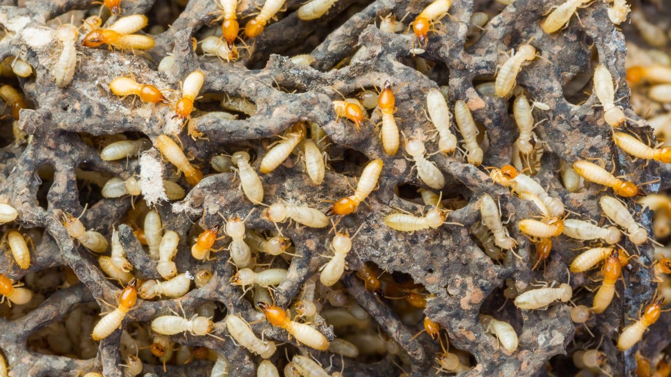 what do white ants look like​