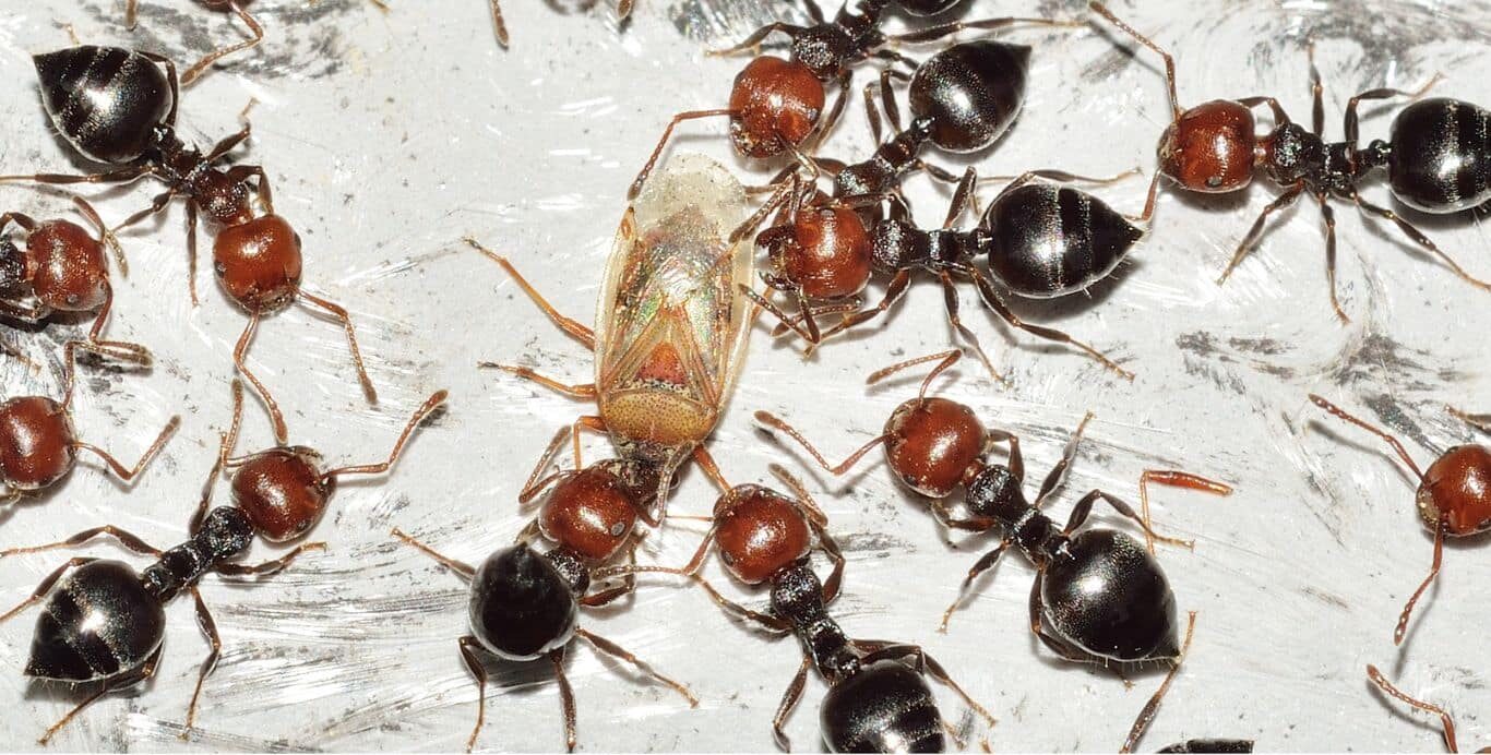 ant control exterminators​ 