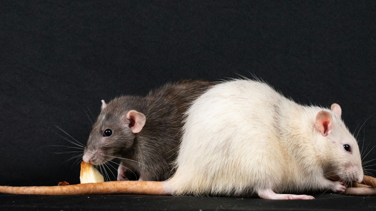 how to get rid of roof rats​