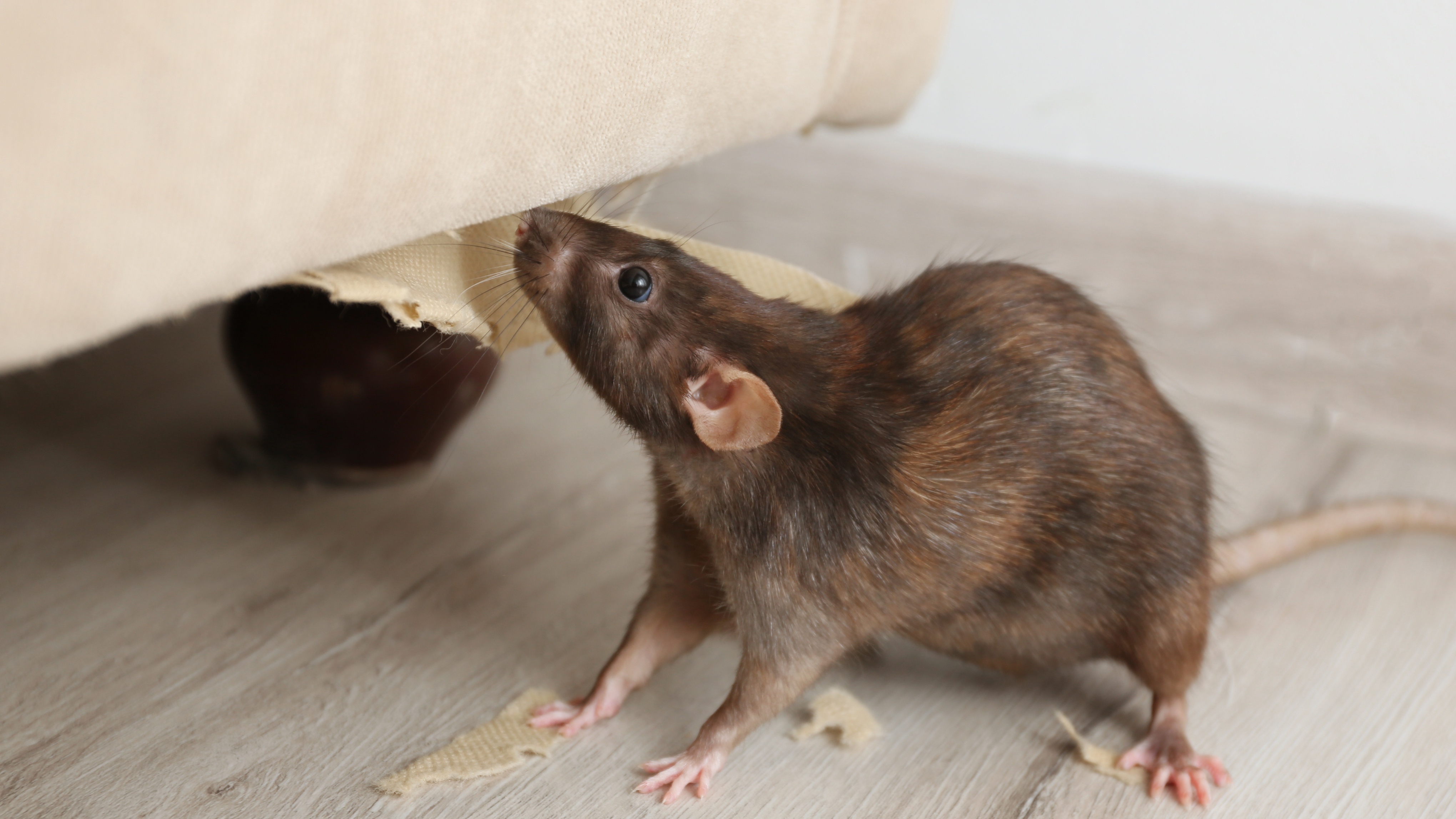 how to get rid of roof rats​