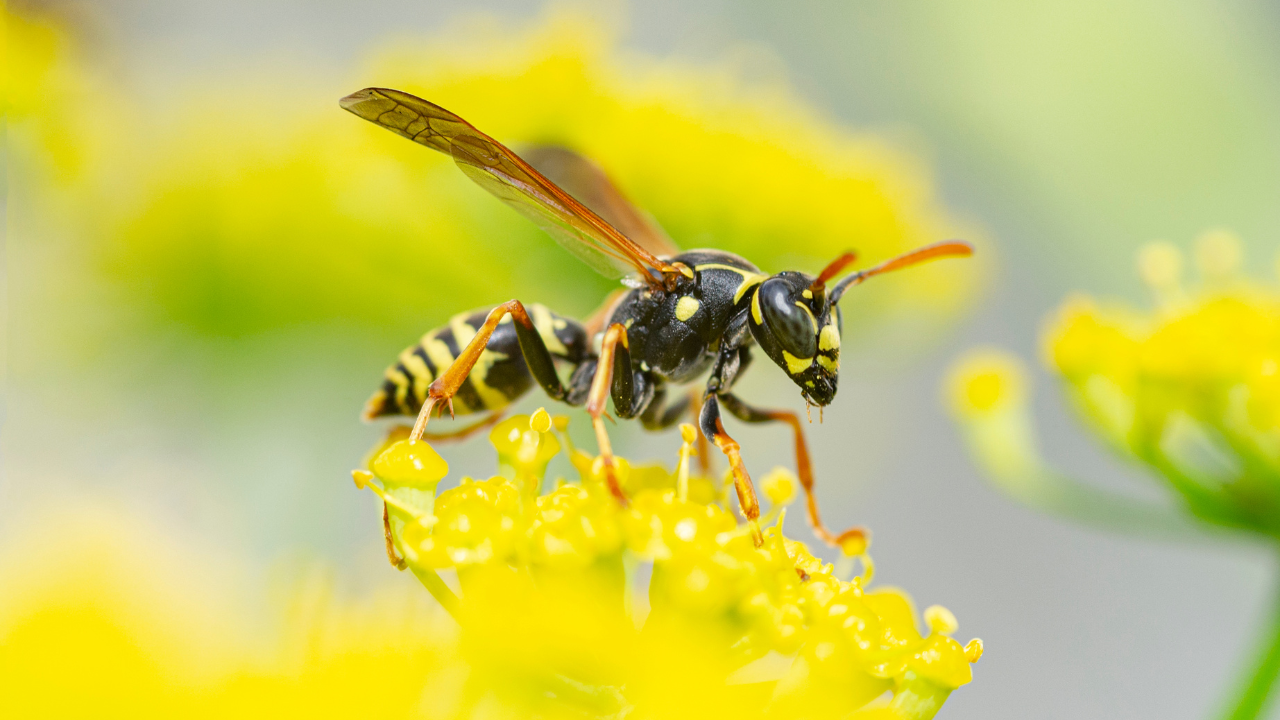 how to get rid of wasps​