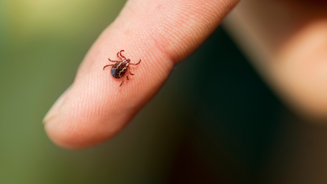 tick treatment for yard​