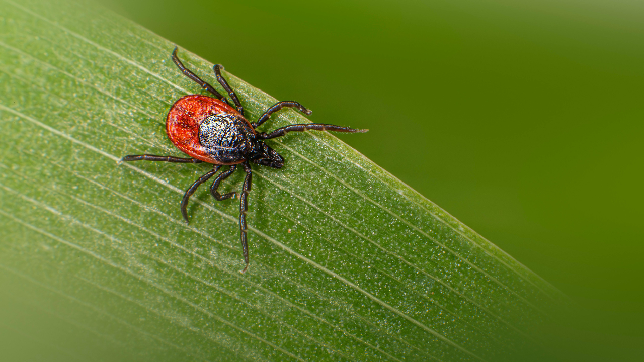 tick treatment for yard​