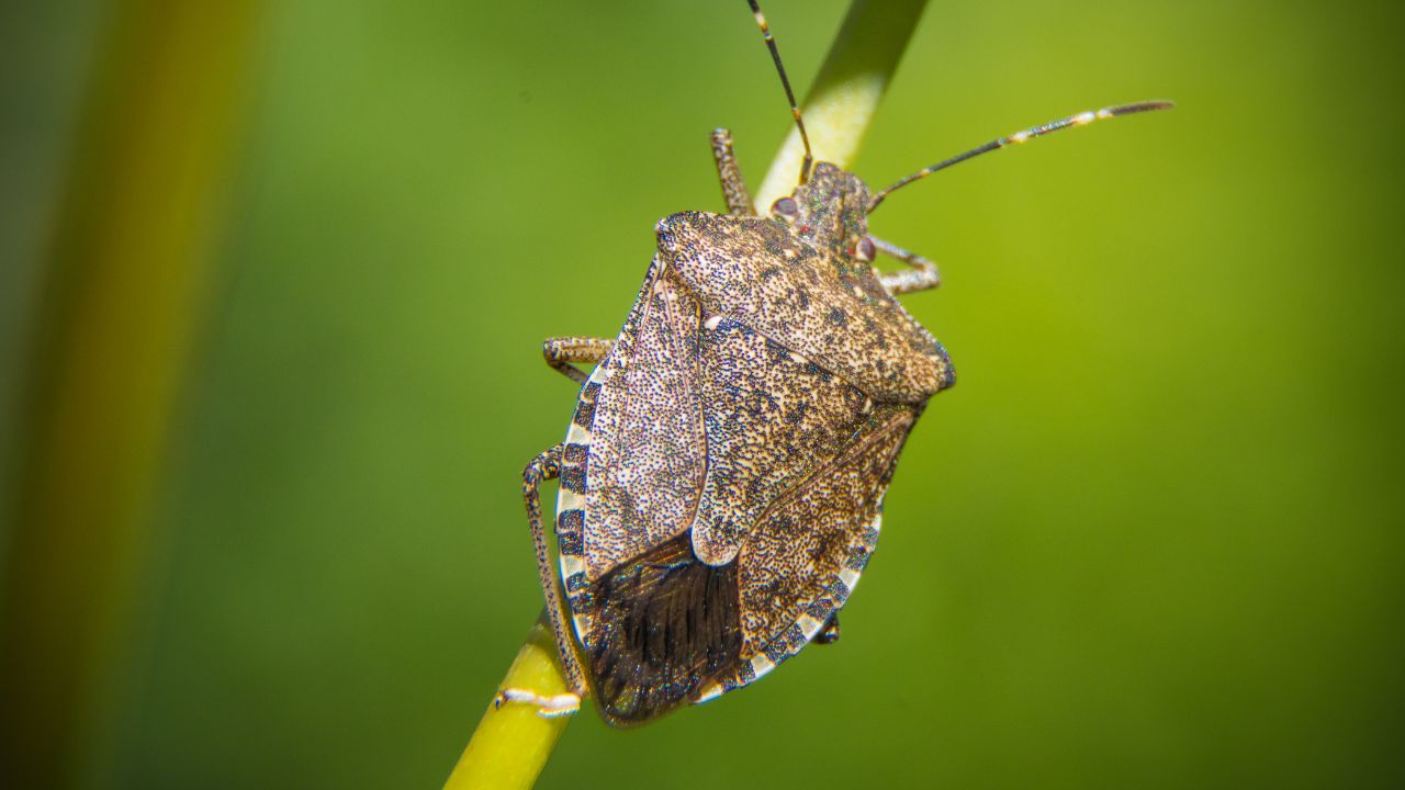 how do you get rid of stink bugs​
