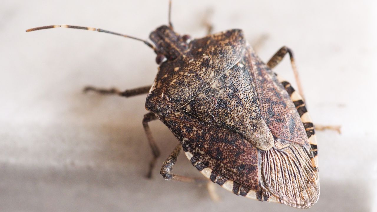 how do you get rid of stink bugs​