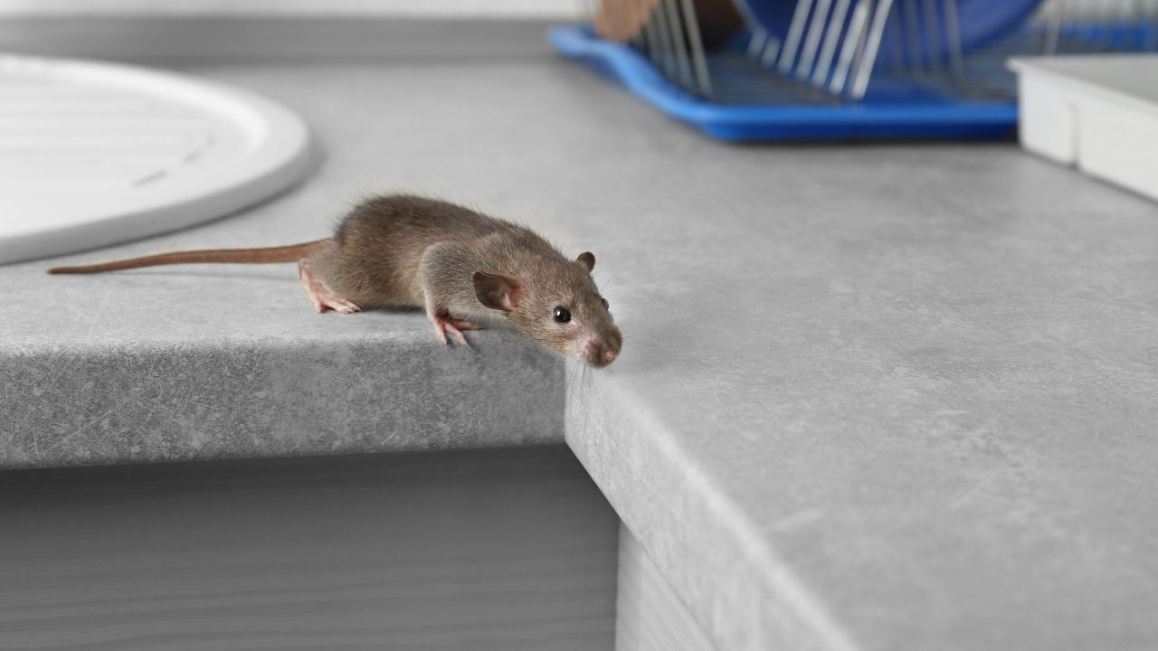 how to keep mice out of your house​