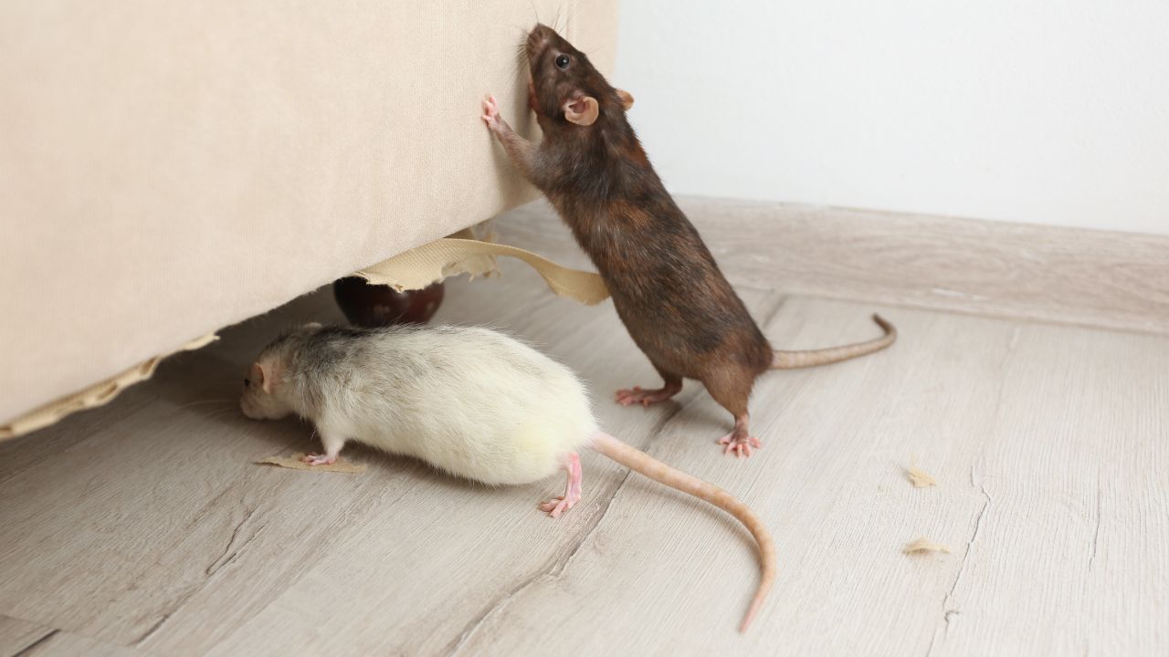 how to keep mice out of your house​