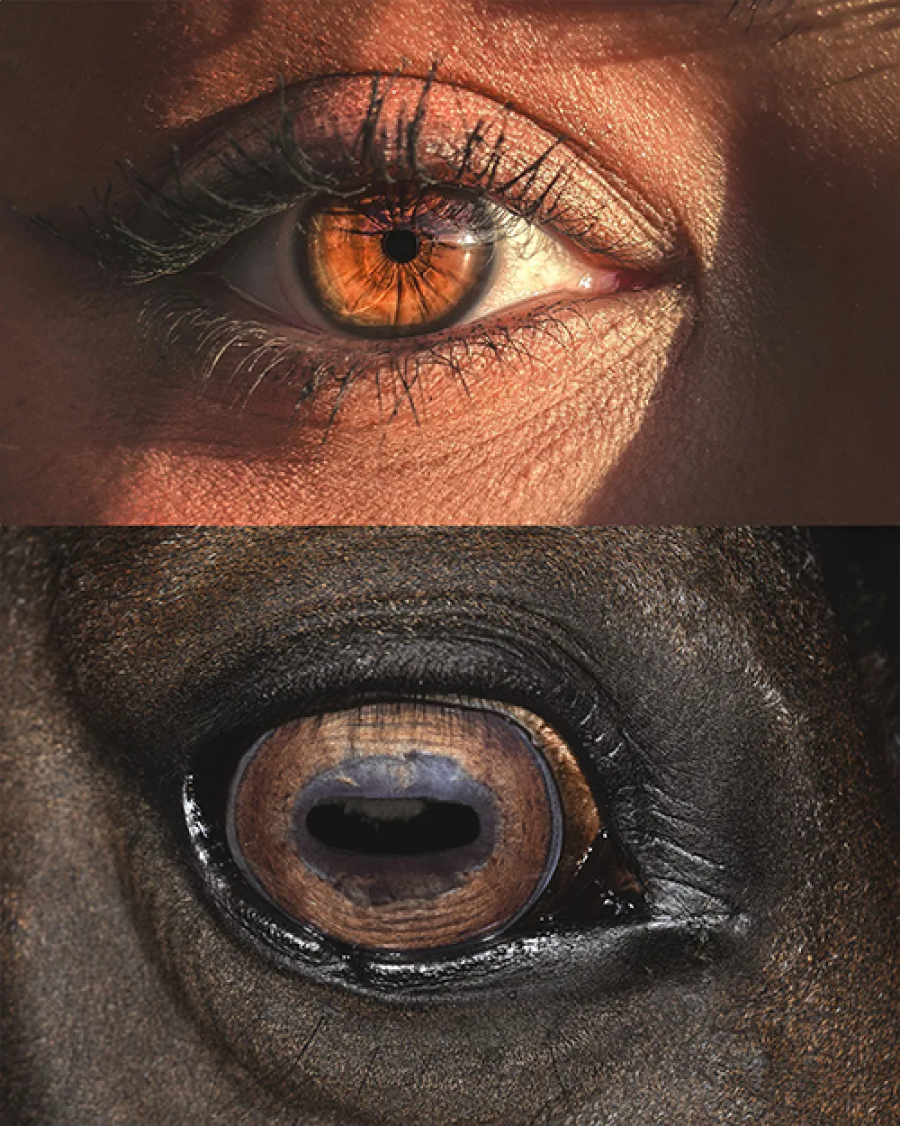 Photographie en gros plan de l’iris d’un cheval et de celui de son cavalier, révélant leur unicité.