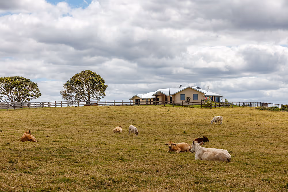 Rural field with cows grazing and resting under a cloudy sky near a fenced house surrounded by trees.